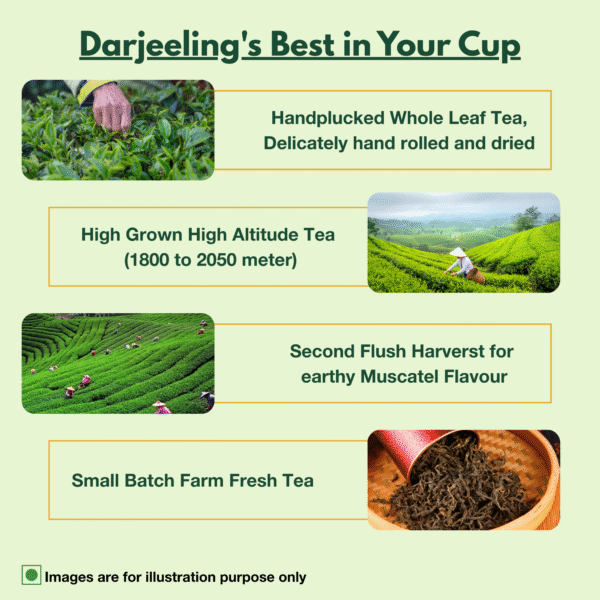 Second Flush Darjeeling Black Tea | High-Grown & Muscatel